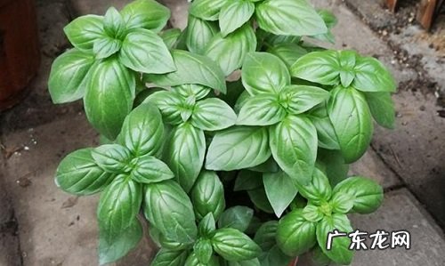 薄荷怎么繁殖 繁殖时间和方法图解