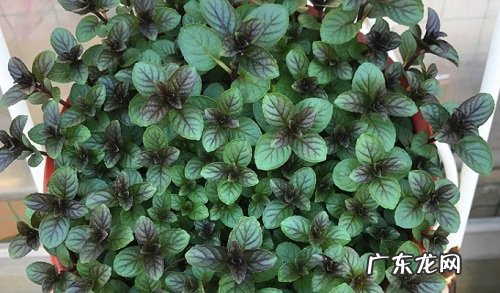 薄荷怎么繁殖 繁殖时间和方法图解