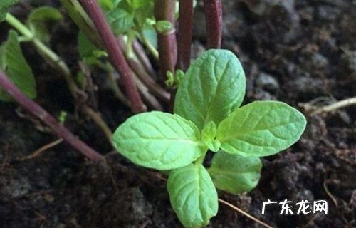 薄荷怎么繁殖 繁殖时间和方法图解