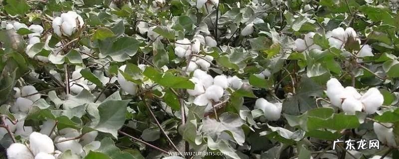 棉花什么时候开花，附地理分布