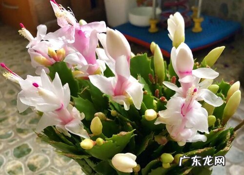 蟹爪兰能晒太阳吗