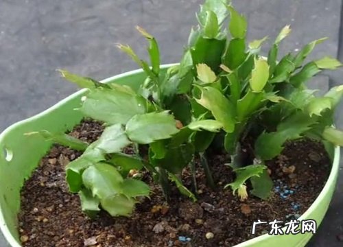 蟹爪兰能晒太阳吗