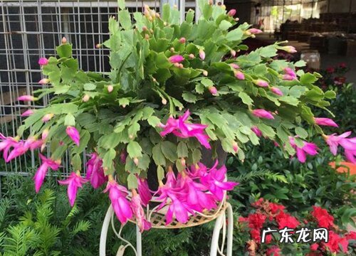 蟹爪兰能晒太阳吗