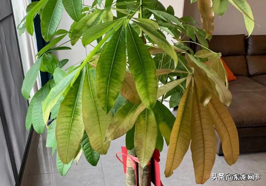 室内发财树黄叶补救妙招 发财树叶子发黄什么原因造成的