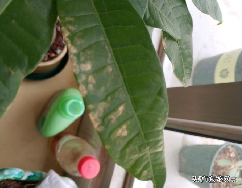 室内发财树黄叶补救妙招 发财树叶子发黄什么原因造成的