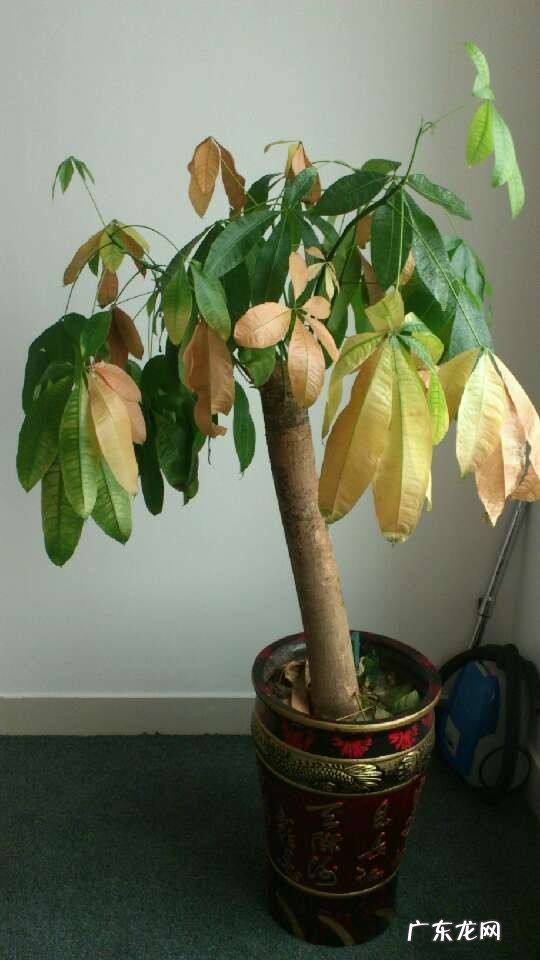 室内发财树黄叶补救妙招 发财树叶子发黄什么原因造成的