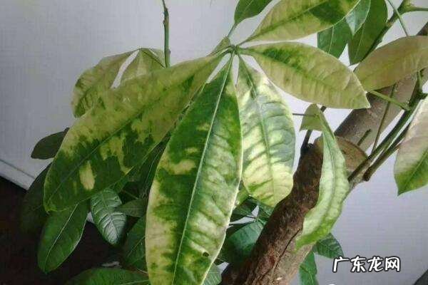 室内发财树黄叶补救妙招 发财树叶子发黄什么原因造成的
