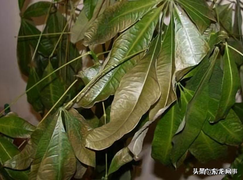 室内发财树黄叶补救妙招 发财树叶子发黄什么原因造成的