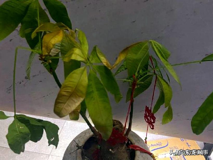 室内发财树黄叶补救妙招 发财树叶子发黄什么原因造成的