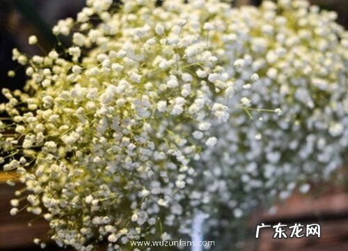 各色满天星代表的象征意义 满天星所有颜色的花语和寓意