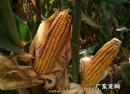 裕丰308品种高产、抗锈病 裕丰308玉米种子简介