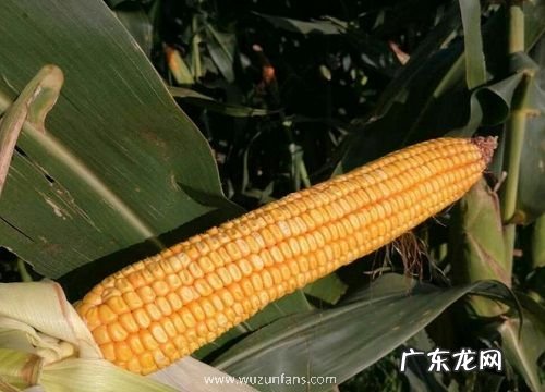 裕丰308品种高产、抗锈病 裕丰308玉米种子简介