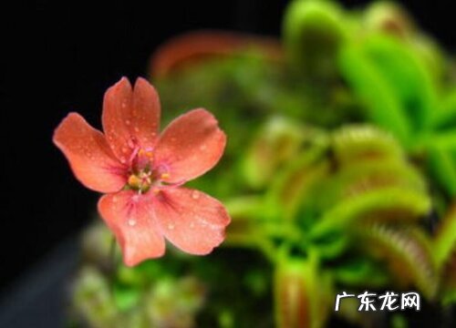 捕蝇草开花吗 开花什么样子
