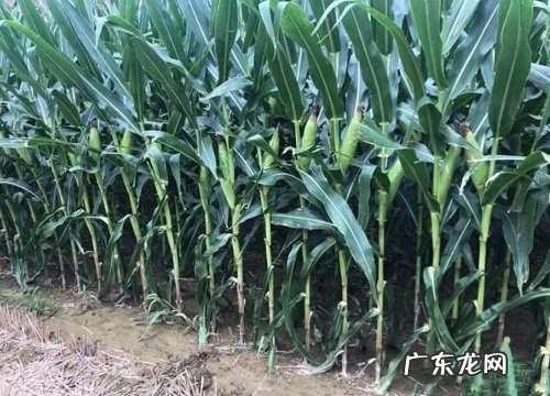 京科999种子审定公告、价格 京科999玉米品种介绍