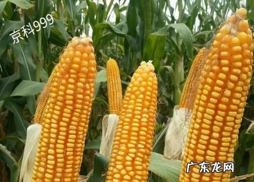 京科999种子审定公告、价格 京科999玉米品种介绍