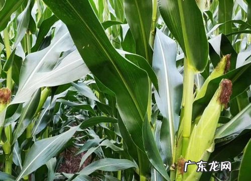 京科999种子审定公告、价格 京科999玉米品种介绍