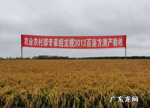 种子来源、亩产量、抗倒伏 龙粳3013水稻品种简介