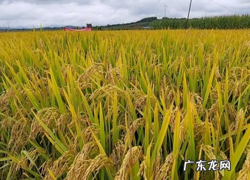 种子来源、亩产量、抗倒伏 龙粳3013水稻品种简介