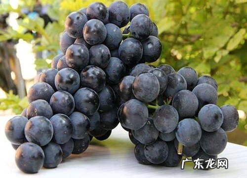 坟上摆放吉祥水果一般几个 上坟最好的五种水果数量