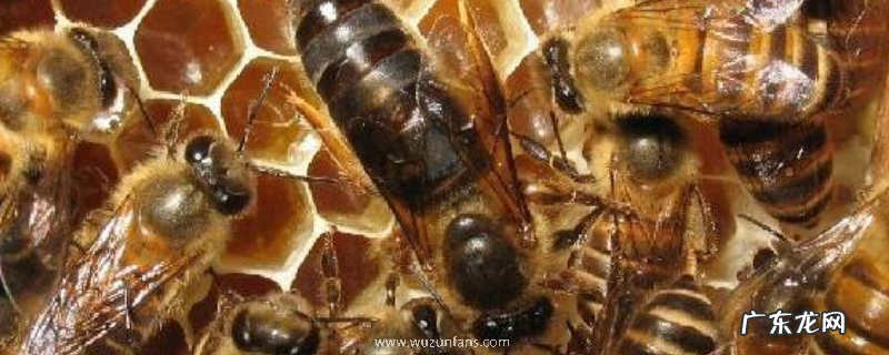 新蜂王出了几天分群,分群时蜜蜂往哪里飞