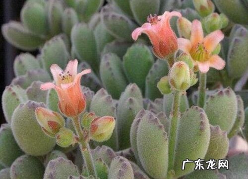 熊童子会开花吗 开花后会死吗