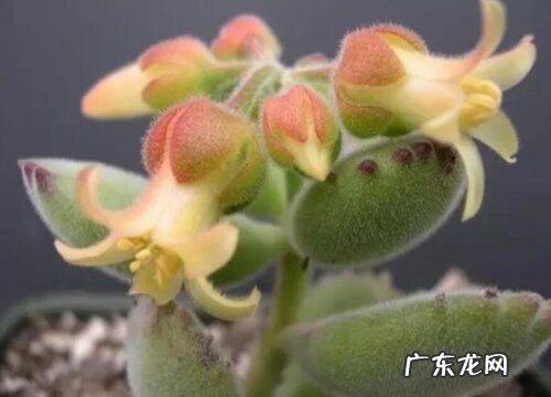 熊童子会开花吗 开花后会死吗