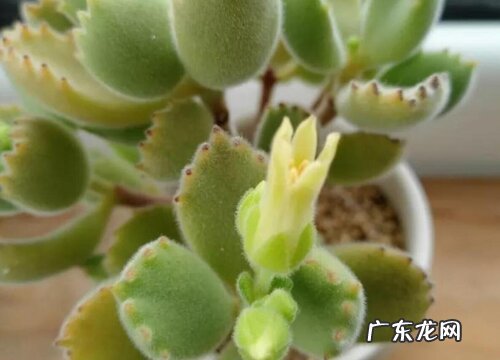 熊童子会开花吗 开花后会死吗