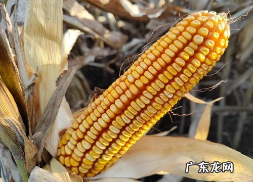 良玉188种子特性特征与价格 良玉188玉米种简介