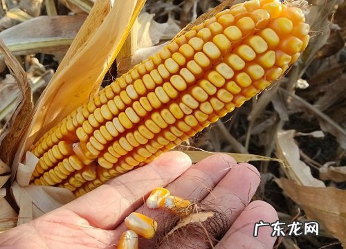 良玉188种子特性特征与价格 良玉188玉米种简介