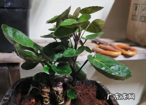 家里摆放什么花最吉利风水好 室内十大吉祥花叫什么名