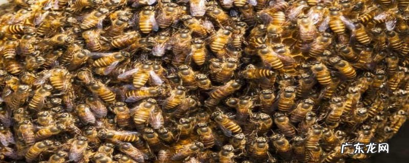 新收的蜜蜂怎么管理才好，如何严防病虫危害