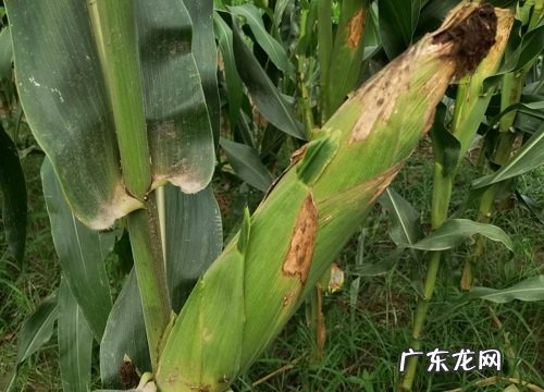 mk797玉米种子特性介绍 美抗797玉米品种简介