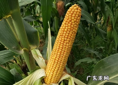 mk797玉米种子特性介绍 美抗797玉米品种简介