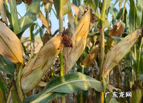 mk797玉米种子特性介绍 美抗797玉米品种简介