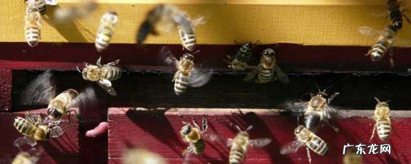 割蜜后为什么蜜蜂出逃，详细介绍