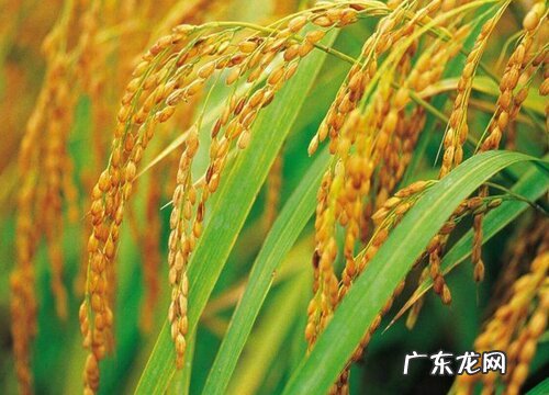 2022年元旦后水稻会涨价吗 稻谷行情最新行情走势