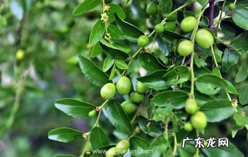 枣树几年结果实 种植多久才能开花挂果