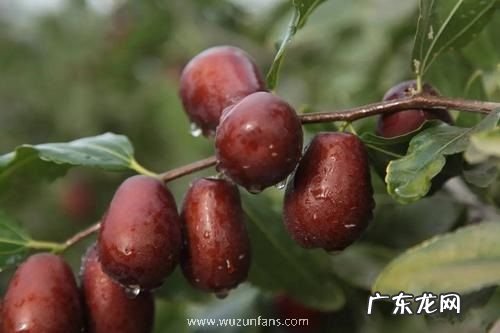 枣树几年结果实 种植多久才能开花挂果