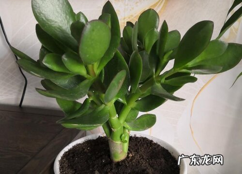 玉树什么时候换盆合适