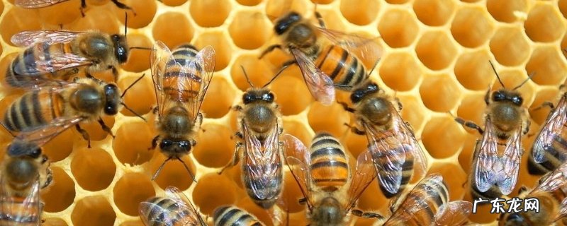蜜蜂白垩病的症状及防治,附诱发病原及发生规律