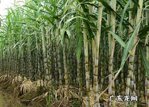 目前哪里产的甘蔗口感最好 广西哪里的甘蔗最出名