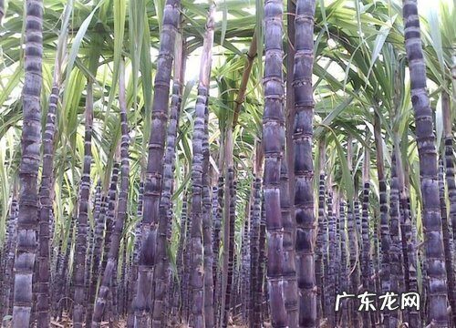 目前哪里产的甘蔗口感最好 广西哪里的甘蔗最出名