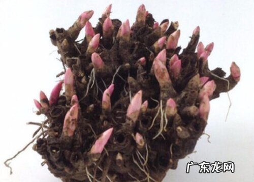 每年什么时候挖起来保存 大丽花种球一定要挖出来吗