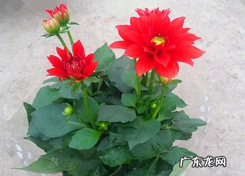 每年什么时候挖起来保存 大丽花种球一定要挖出来吗