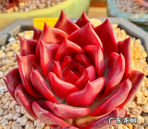 多肉好养吗怎么养 放在家里好养活吗