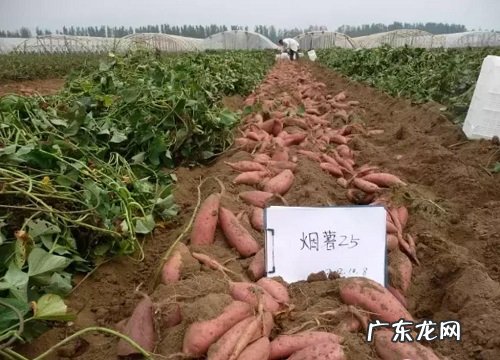 正宗烟薯25是红心还是黄心 烟薯25真假怎么区别分辨