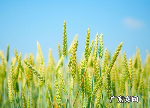 小麦什么类型产量最高又稳产 高产小麦品种有哪些