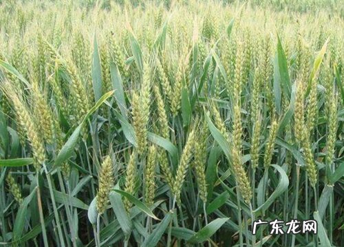 小麦什么类型产量最高又稳产 高产小麦品种有哪些