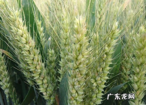 小麦什么类型产量最高又稳产 高产小麦品种有哪些
