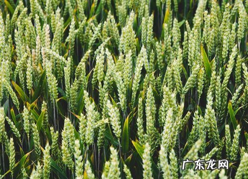 小麦什么类型产量最高又稳产 高产小麦品种有哪些